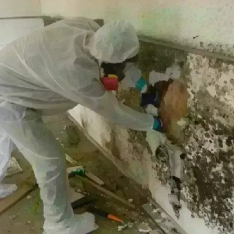 Mold Remediation and Removal in Crawford County, GA